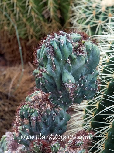 The bluish stem and dark reddish spines plus the irregular growth create a nice specimen plant. This irregular growth is called monstrose